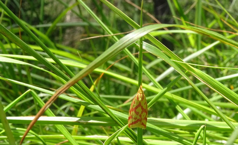 Hypercallia citrinalis - Elachistidae